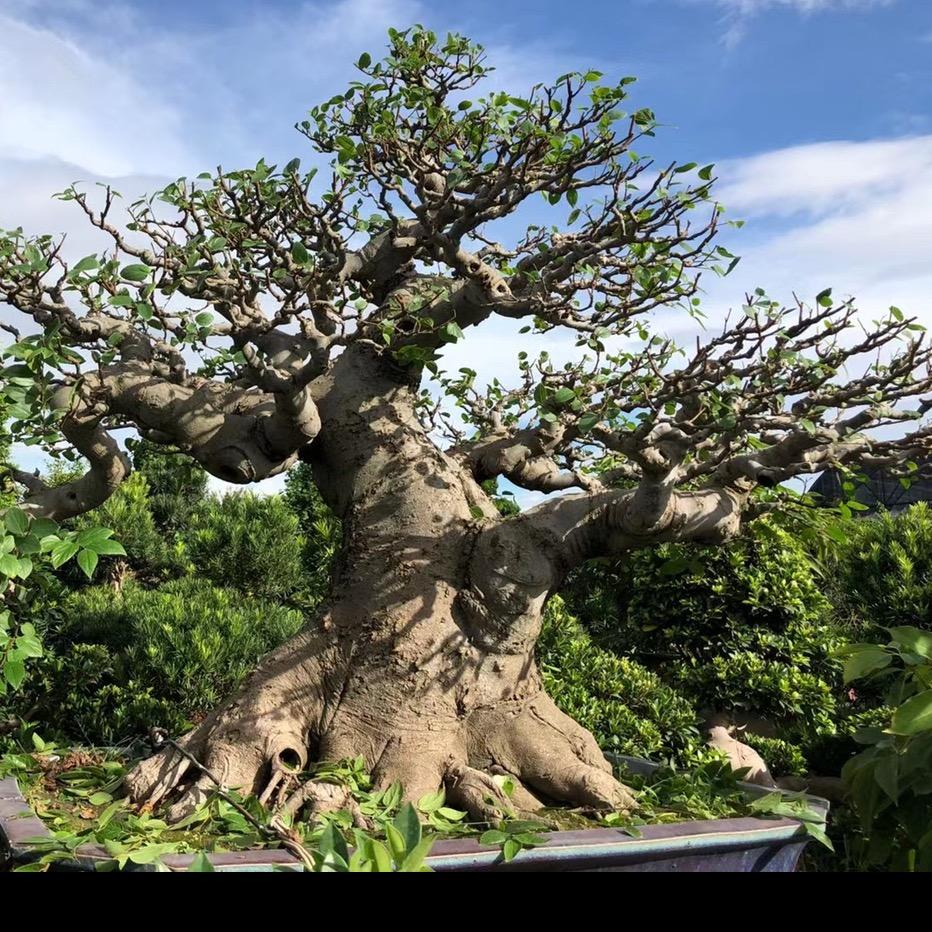 明哥盆景园