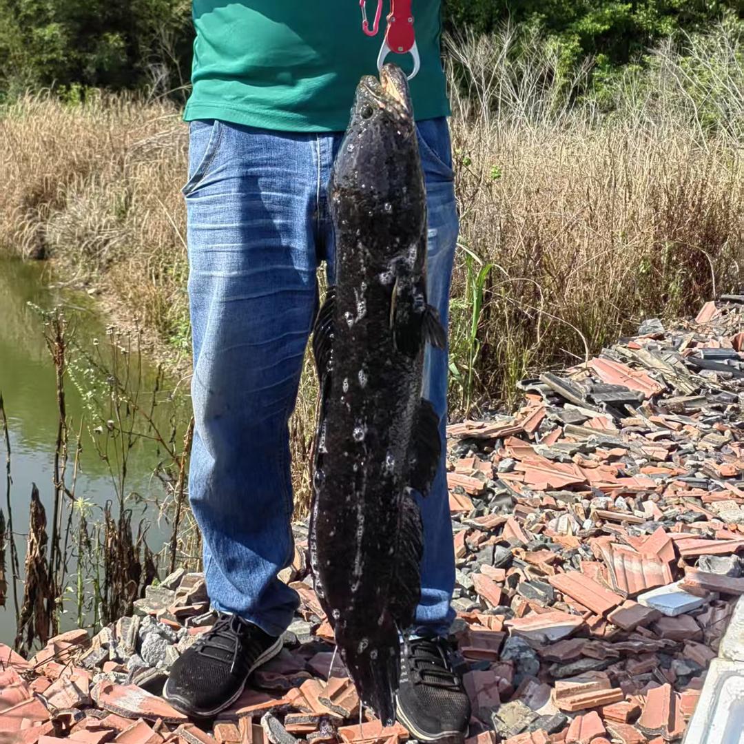鲁 L    荒野雷强