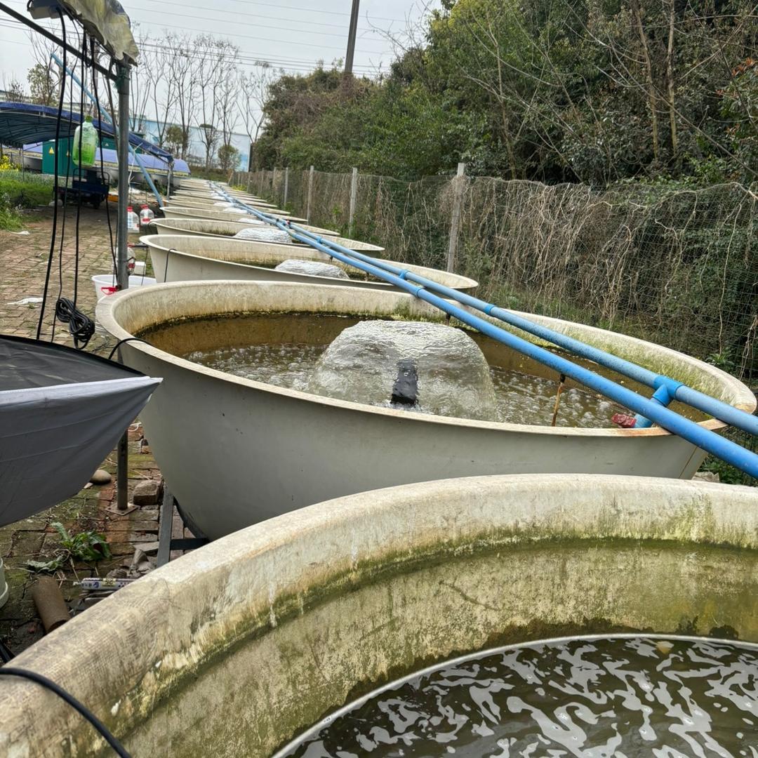 沐豪宠宠水产养殖旗舰店小鲜鱼场