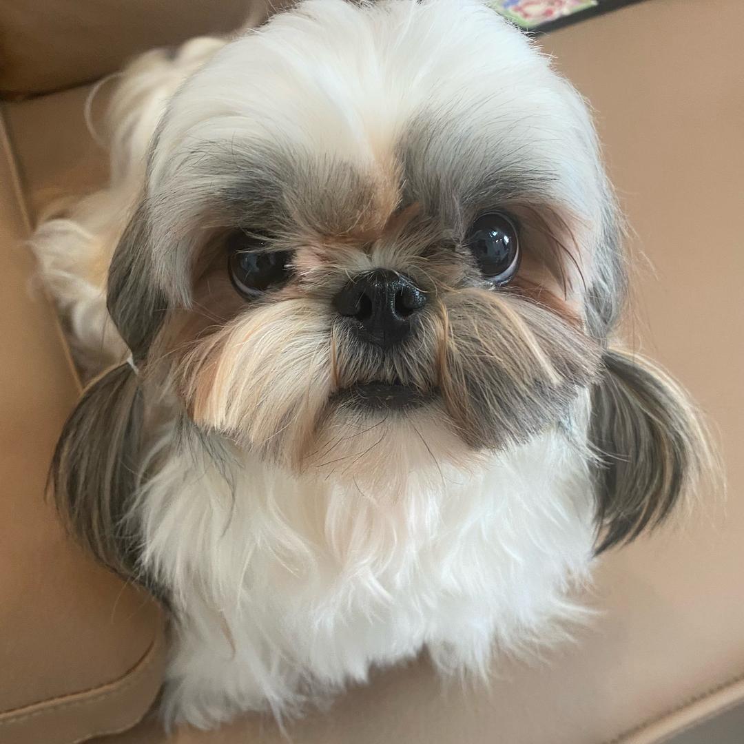 饼饼宠物馆官方号