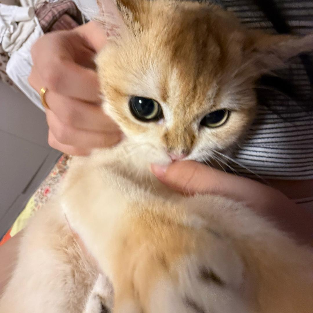 养只小猫叫福福