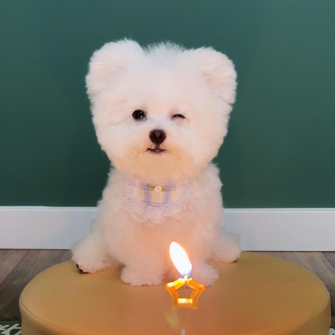 喔喔小比熊（成长版）@抖音