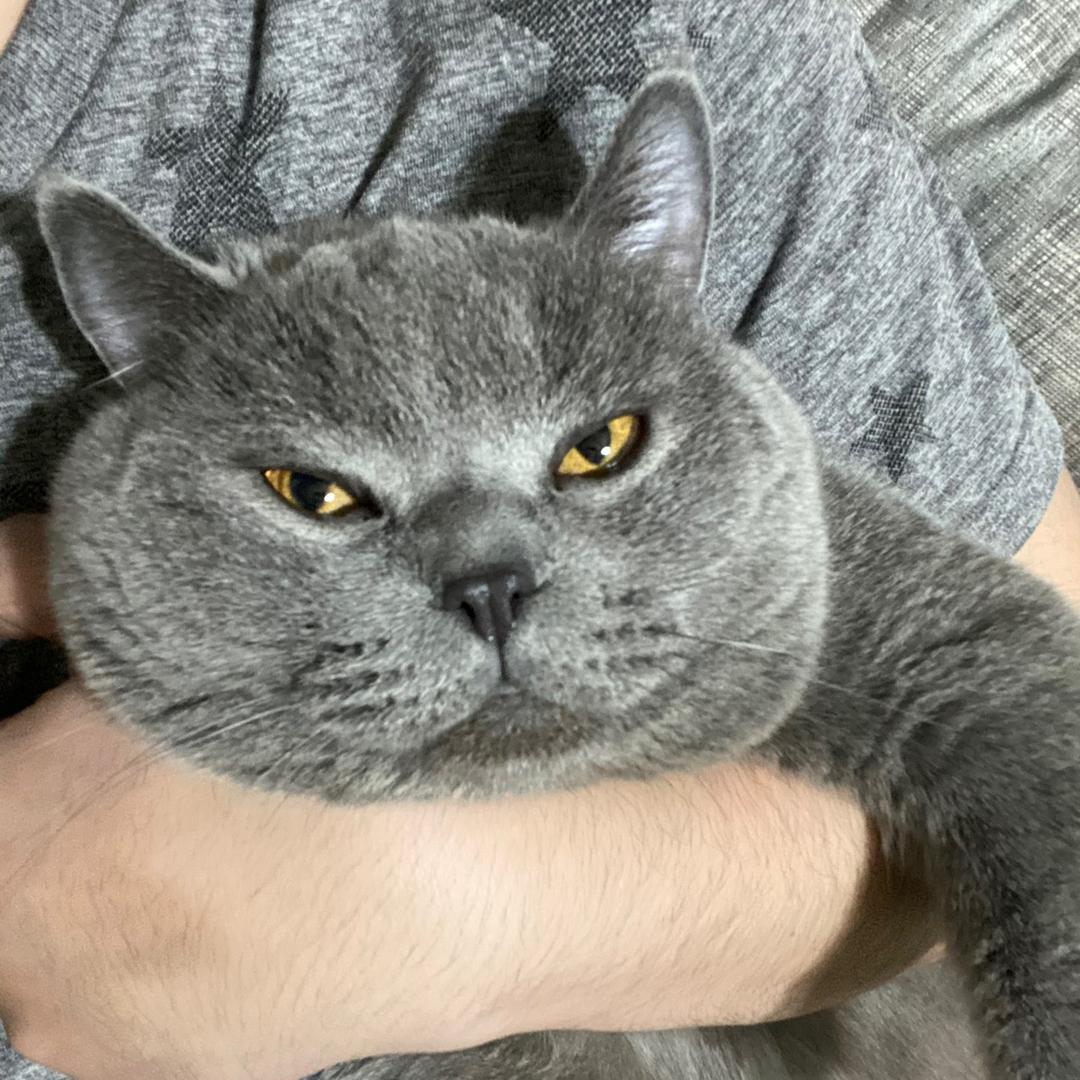 蛋蛋是蛋总
