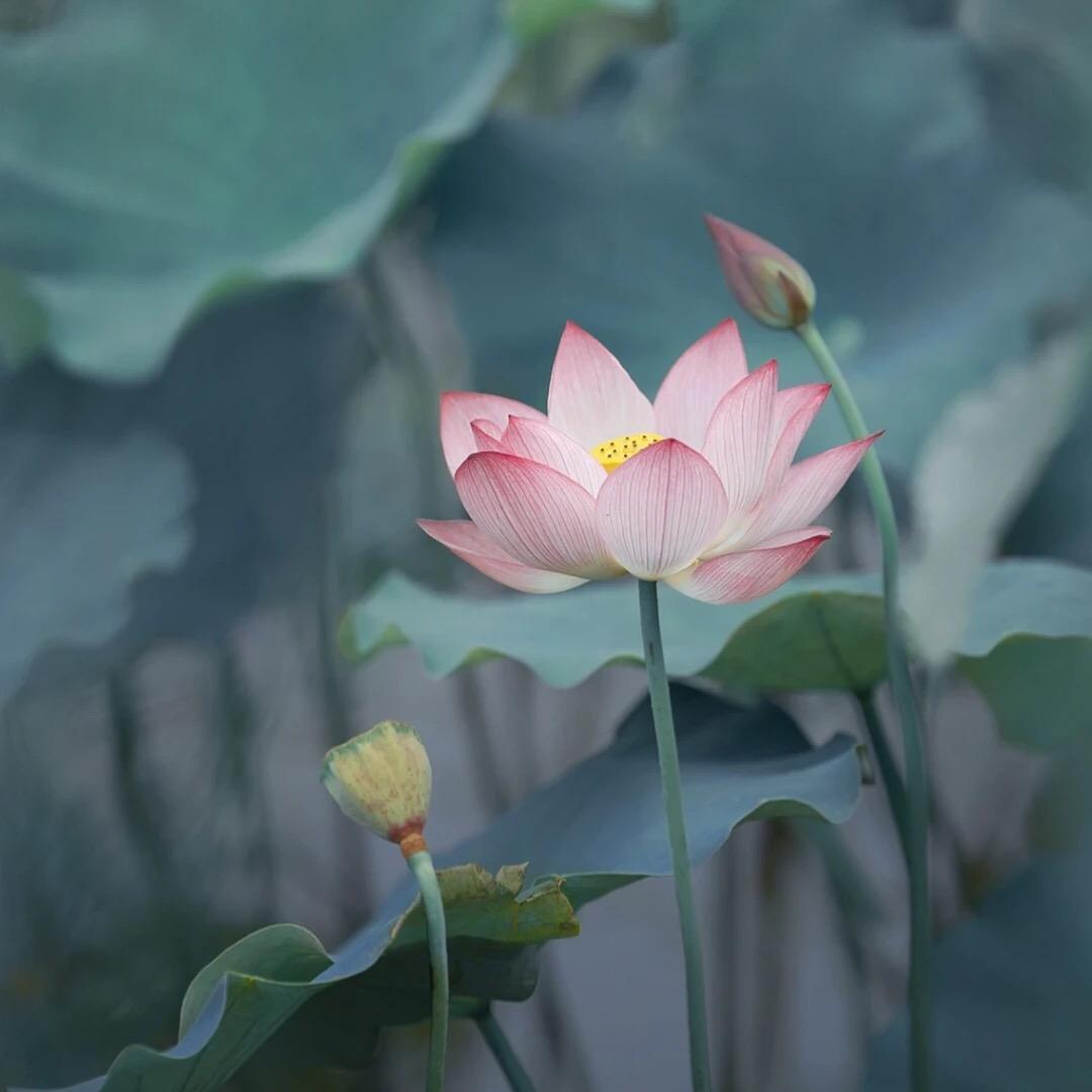 竹叶青峰