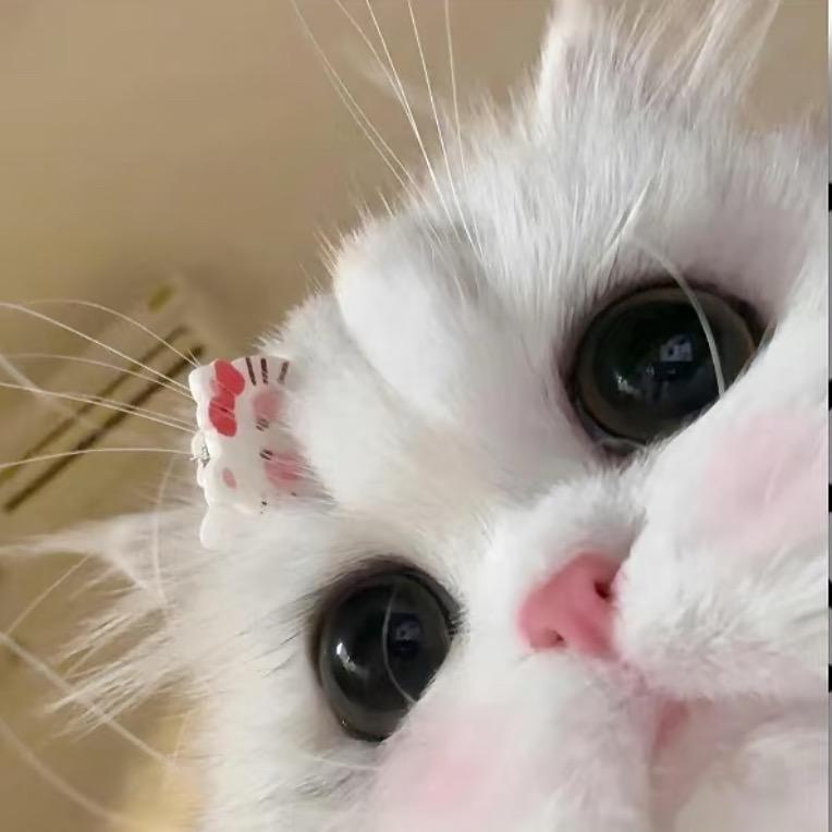 早春手信
