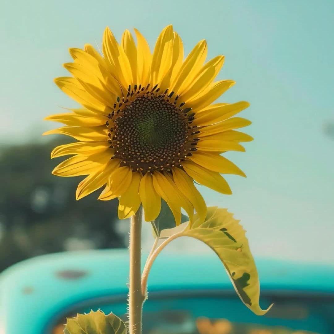 向日葵🌻🌻