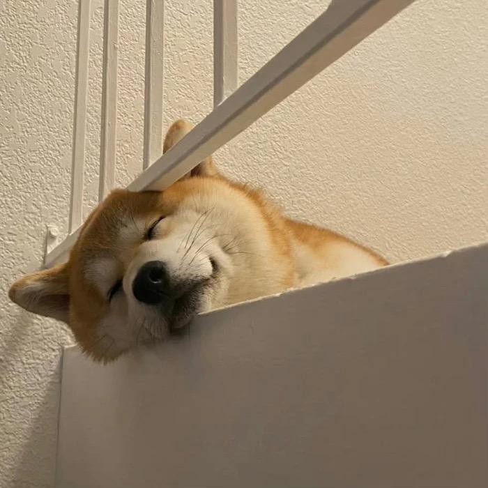 糟老头子