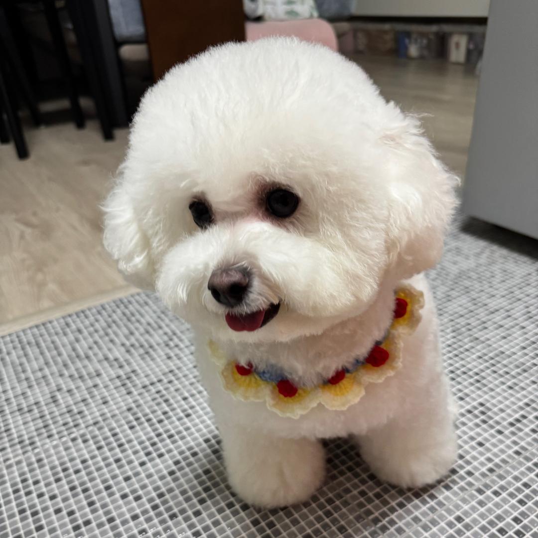 我有一只小胖熊🌈