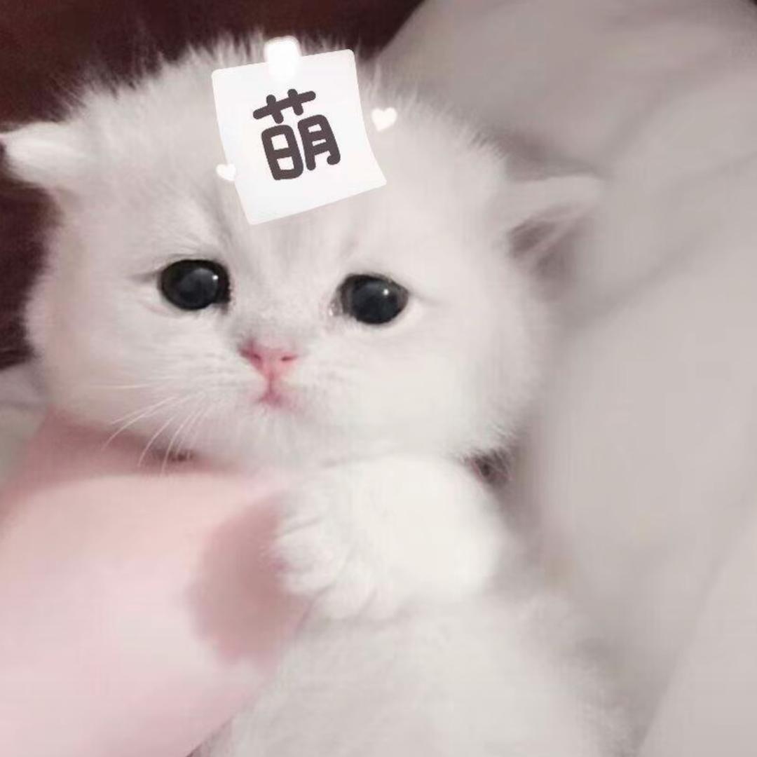 九亿少女的梦