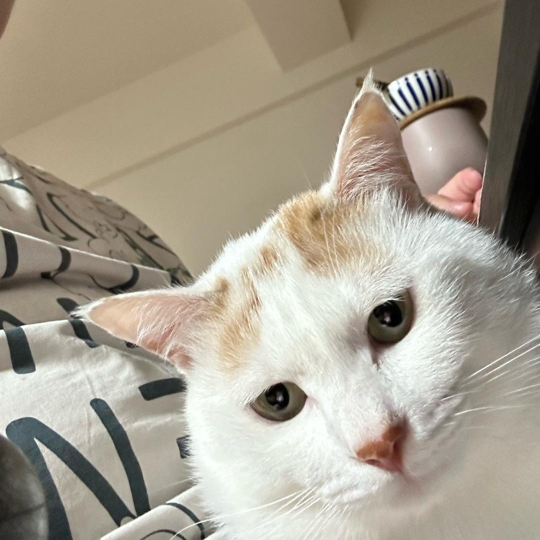 200公斤小胖子（151号海螺）