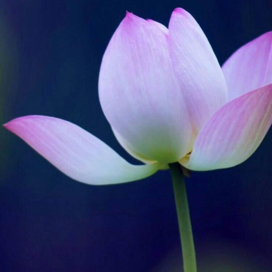 开心水族