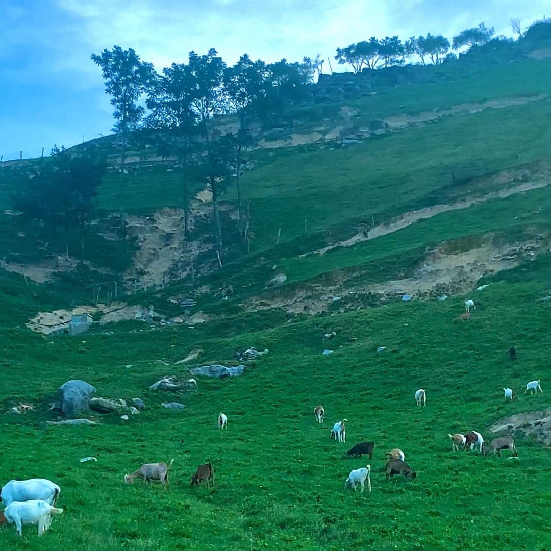 云中凉都山羊养殖