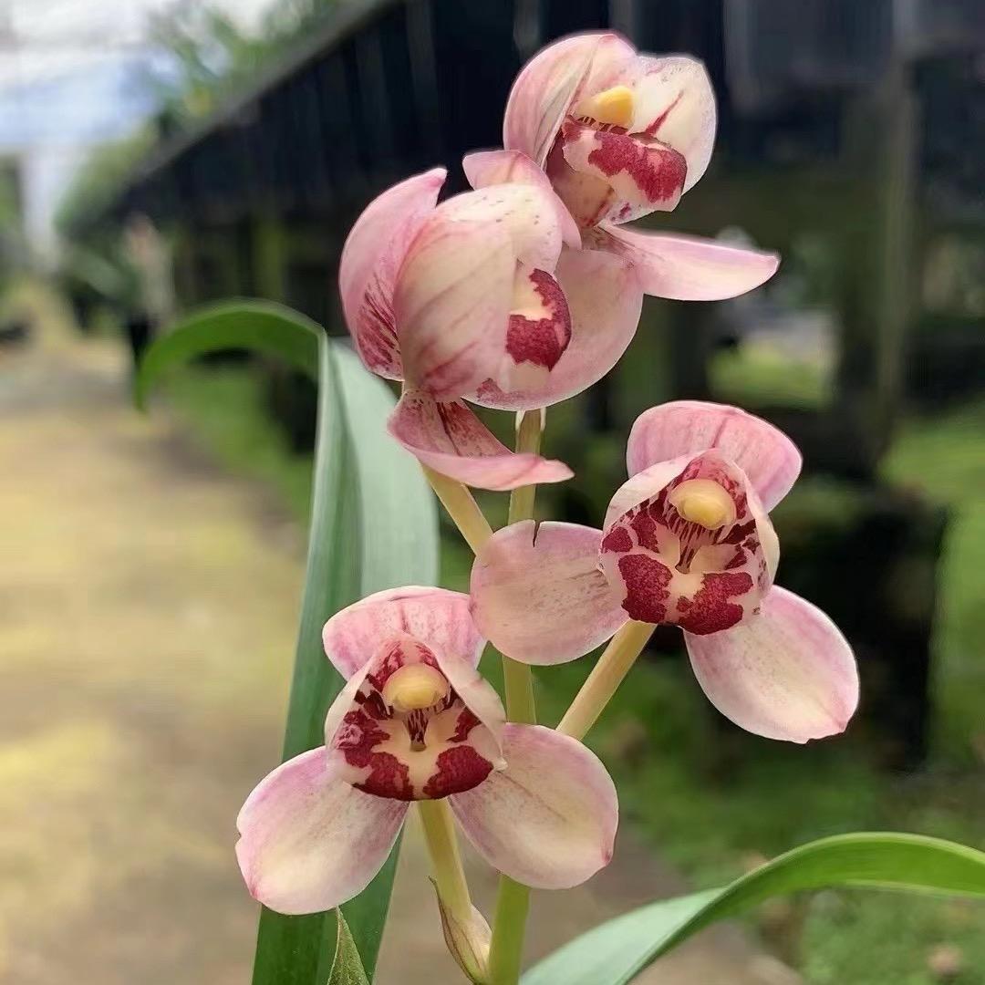 君富贵兰花