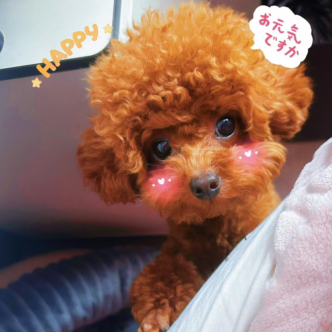 💗小虾米💗