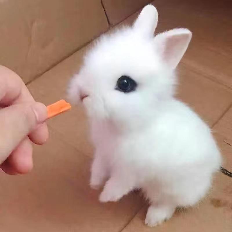 奕笙宠物头像