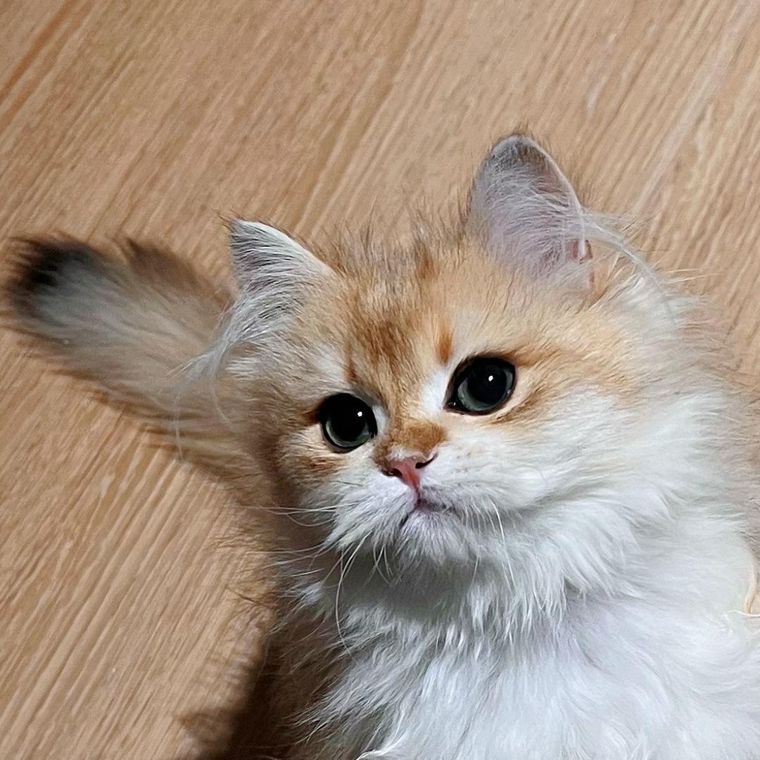 San倍猫薄荷