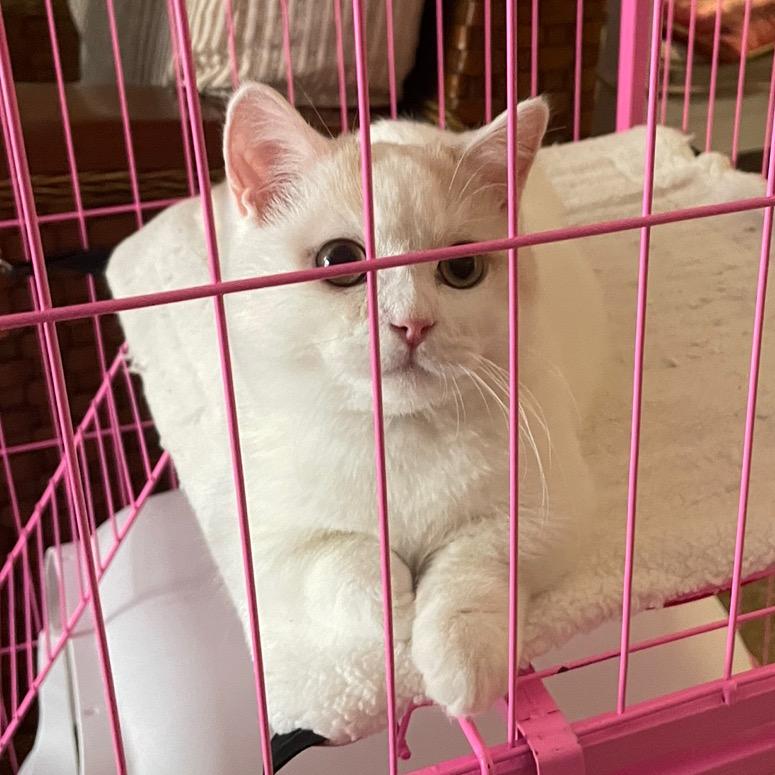 小短腿的生活