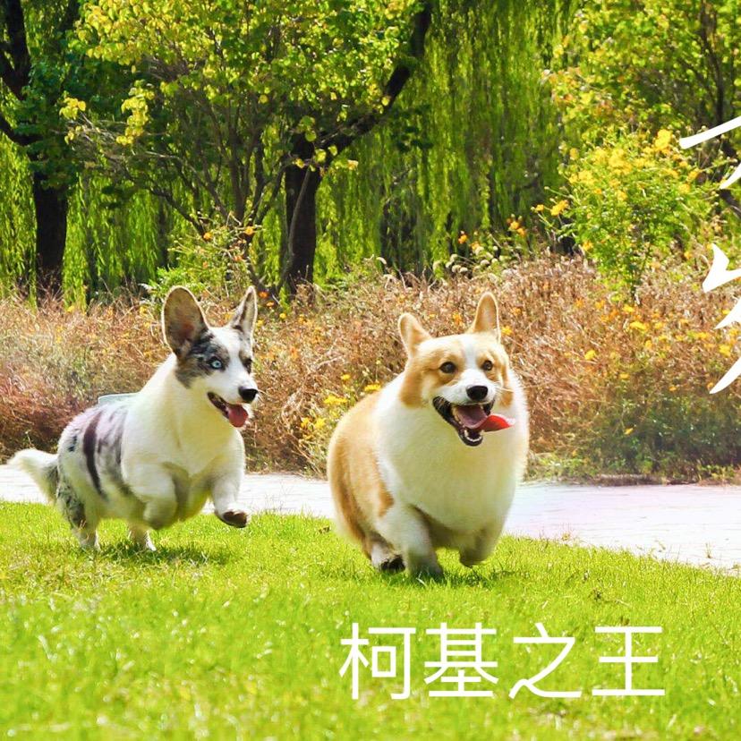 苏北柯基犬业