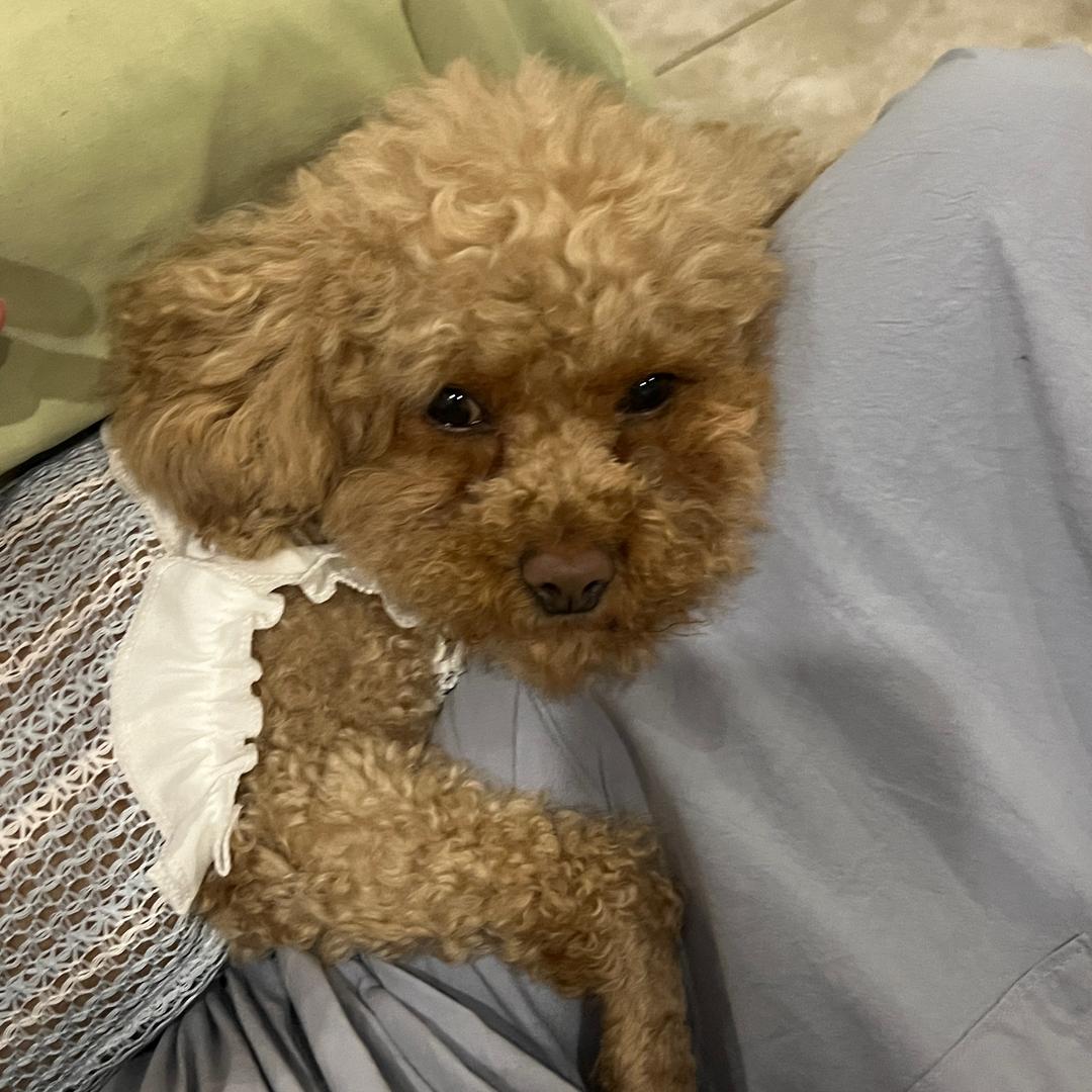 恬恬巨酸🦔