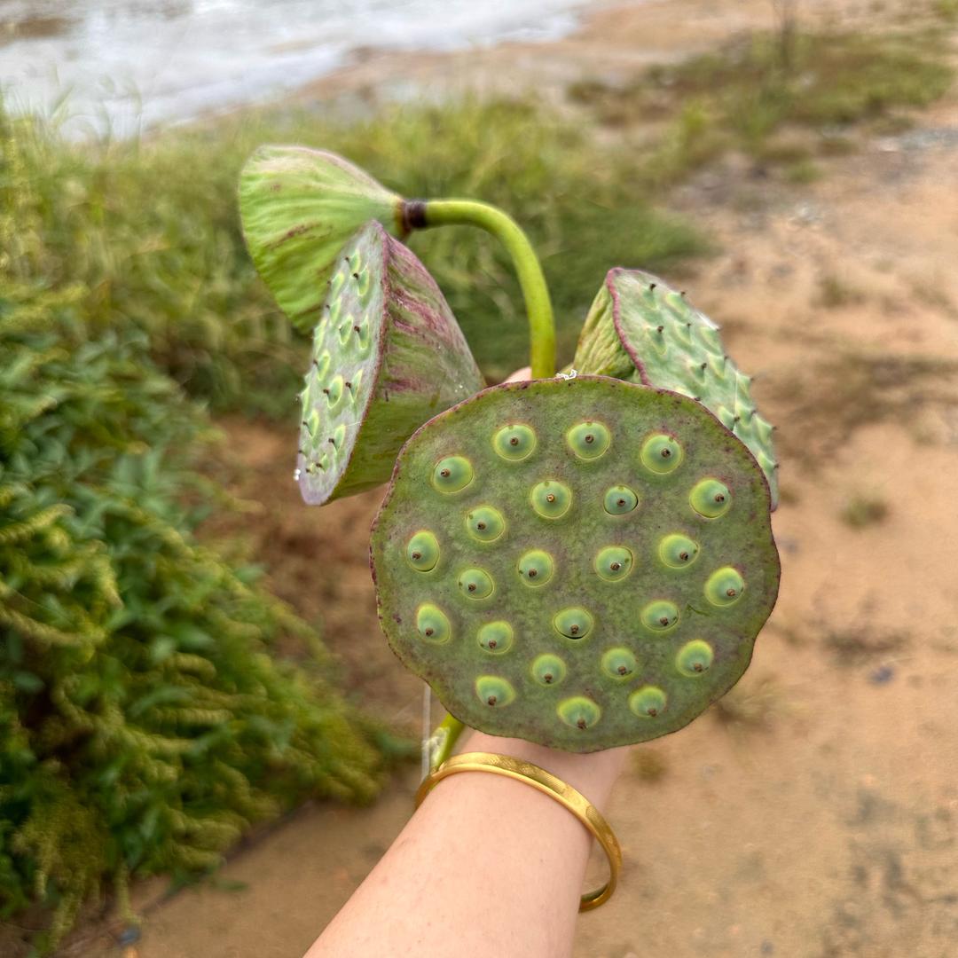 丹姐武汉黑鸭
