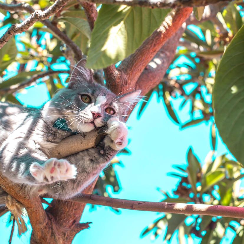 二月是小猫咪