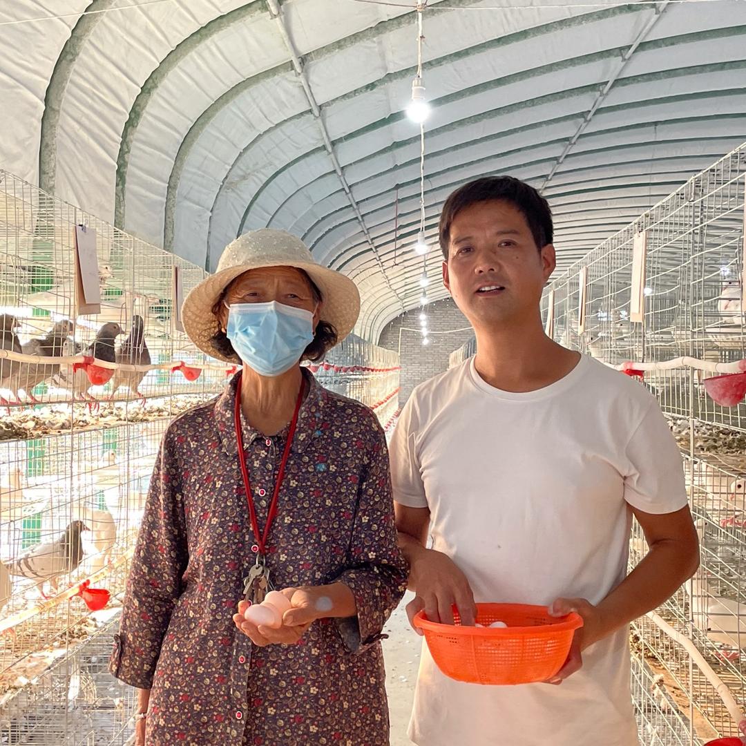 华锋鸽业