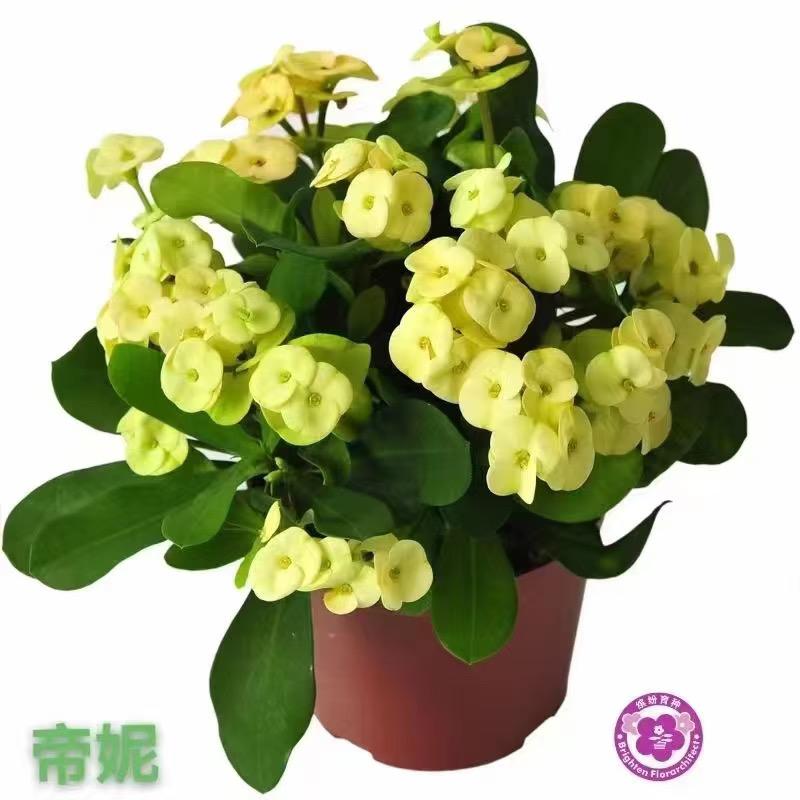 春杏花卉盆景
