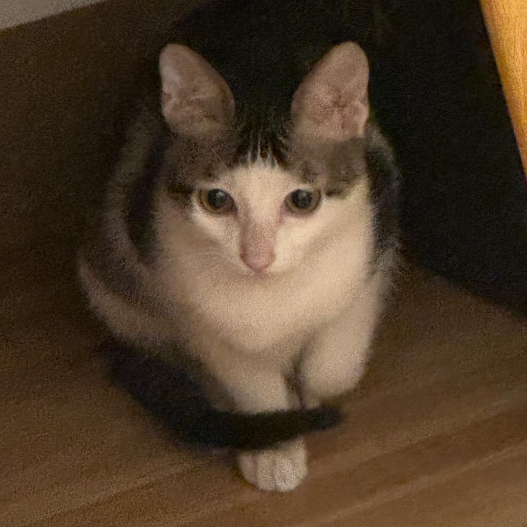 超级美味荷包蛋🍳