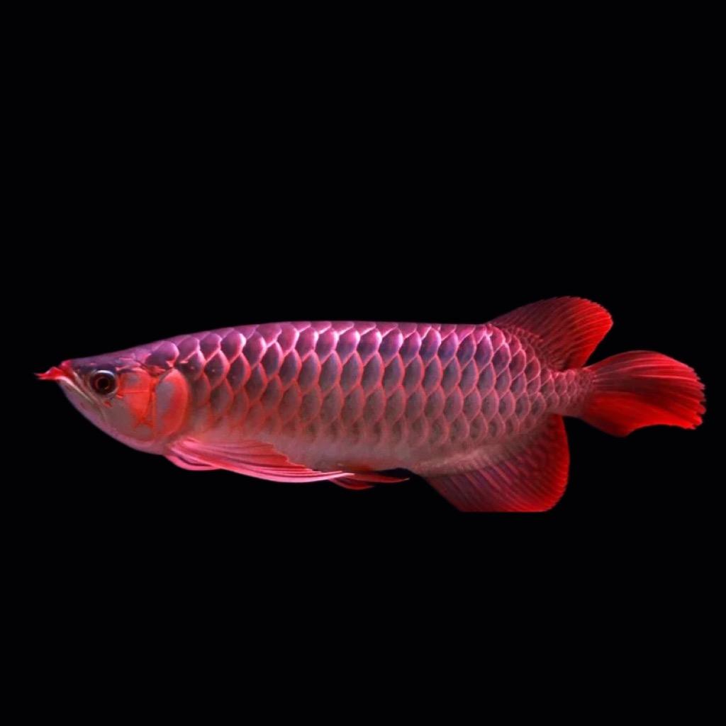 盐城金龙水族馆顾苏