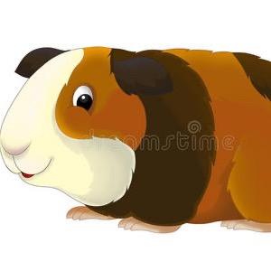 江胖子（出售实验白豚鼠与种苗）