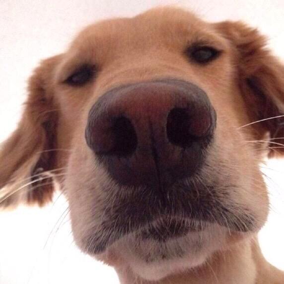 满山猴子我腚最红    　　　　༽