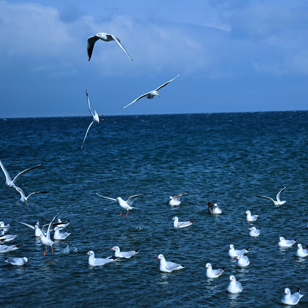 小强（赛里木湖约拍）