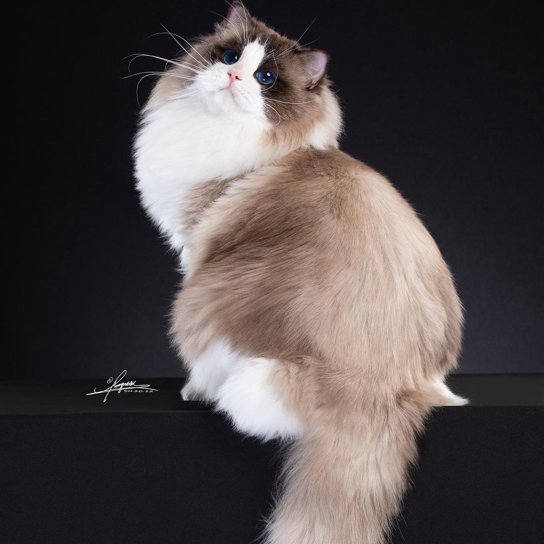 熊宝家布偶猫舍