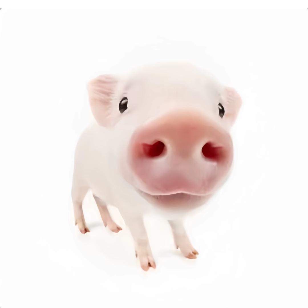 成何体统