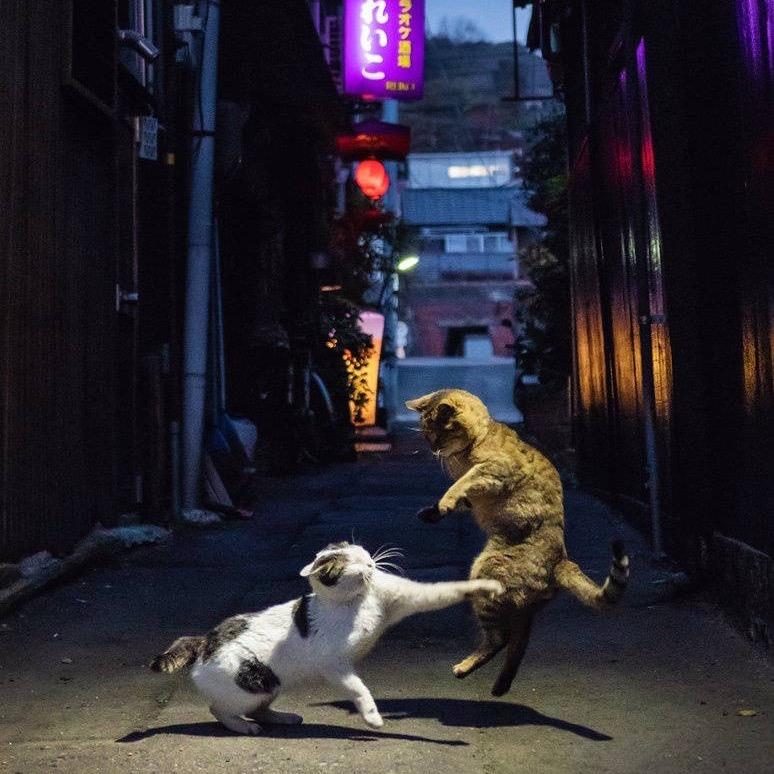 夜猫手表维修日常