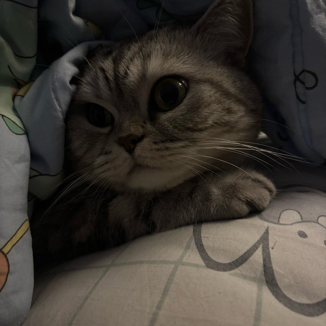 🐱皮蛋🐶🥚🌸