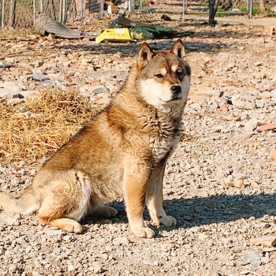 品质中华田园犬
