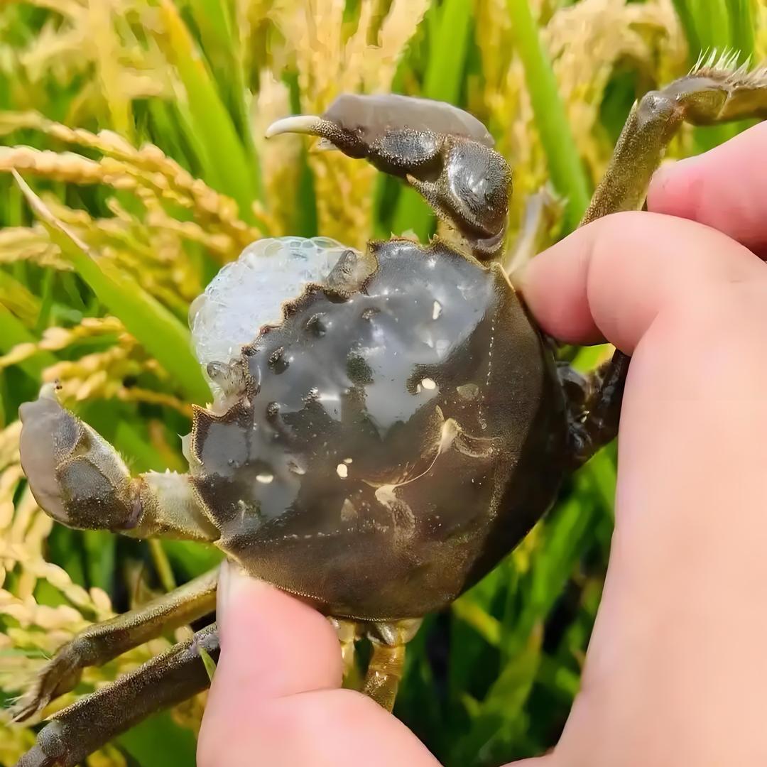 橘子姐河蟹