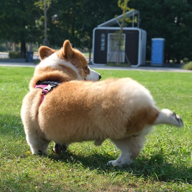 菠萝憨憨包
