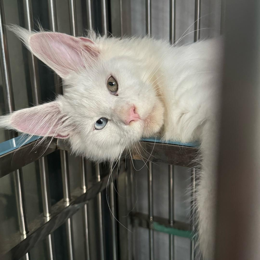 小羊家的缅因猫