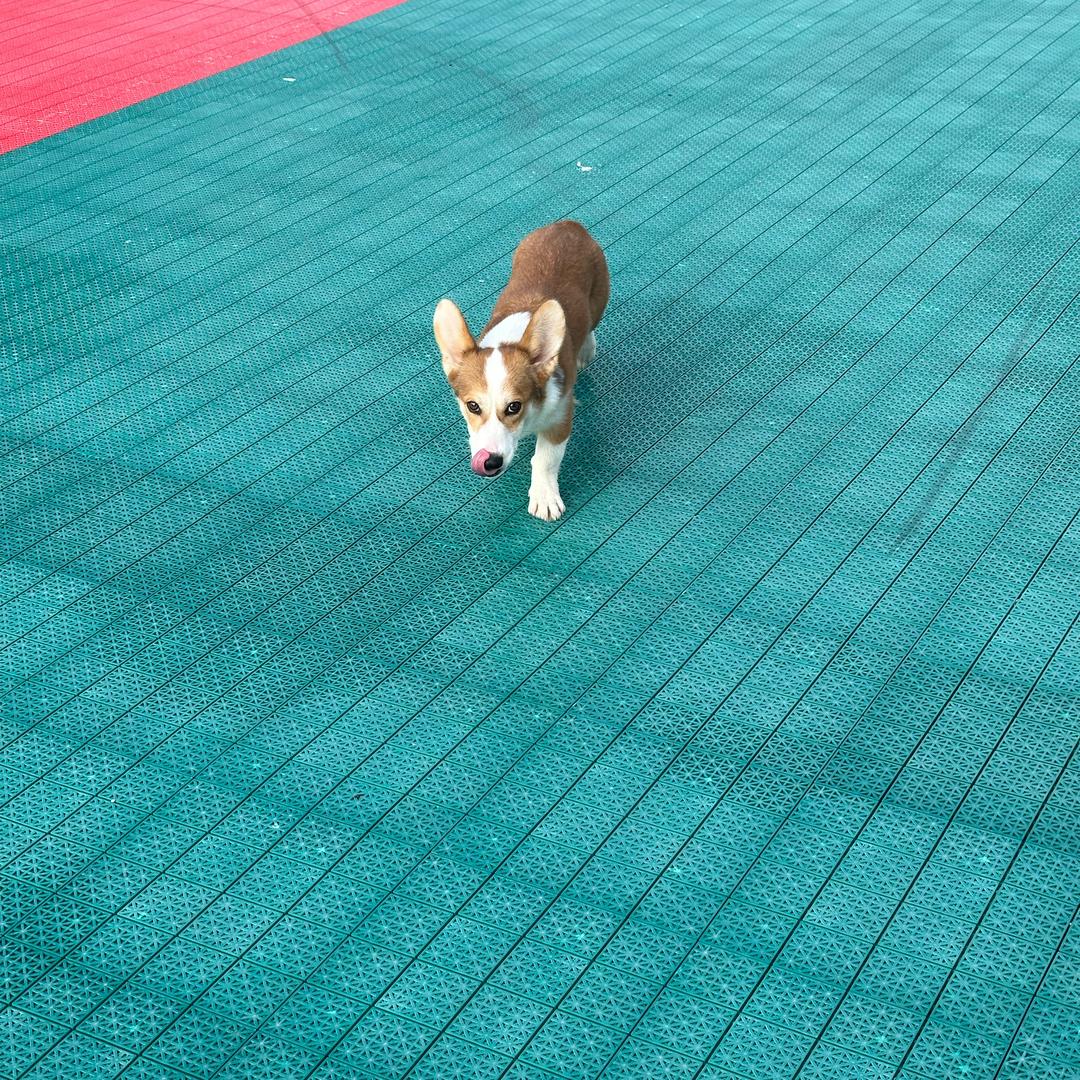 ღ᭄💞ོএ亮哥ღ᭄🐖🐖🐖🐖🐖