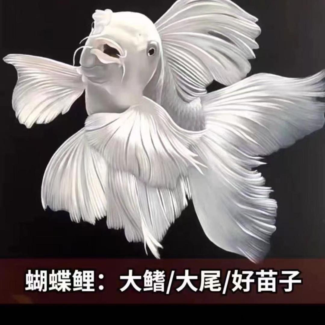 月亮海观赏鱼2号店