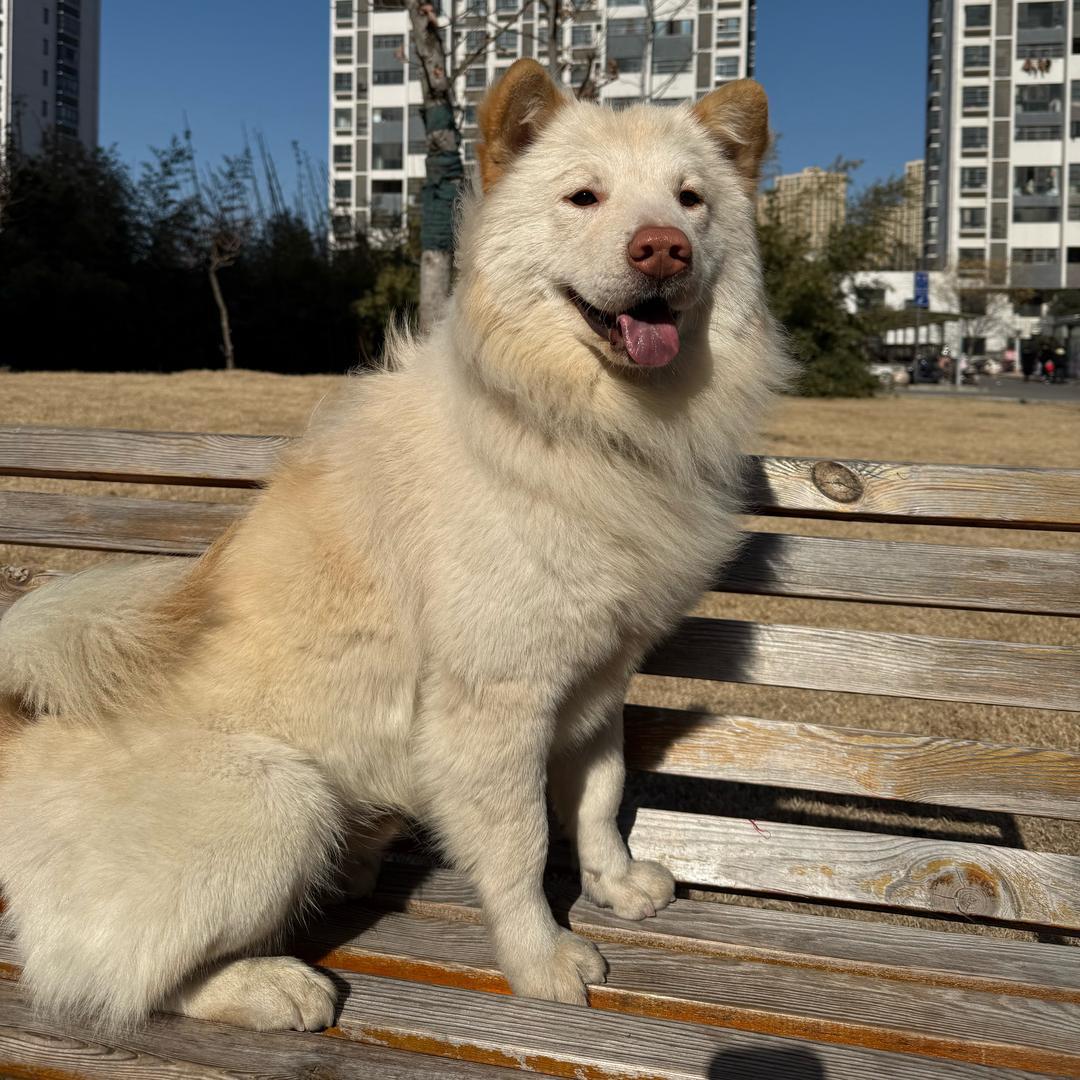 安徽中华田园犬