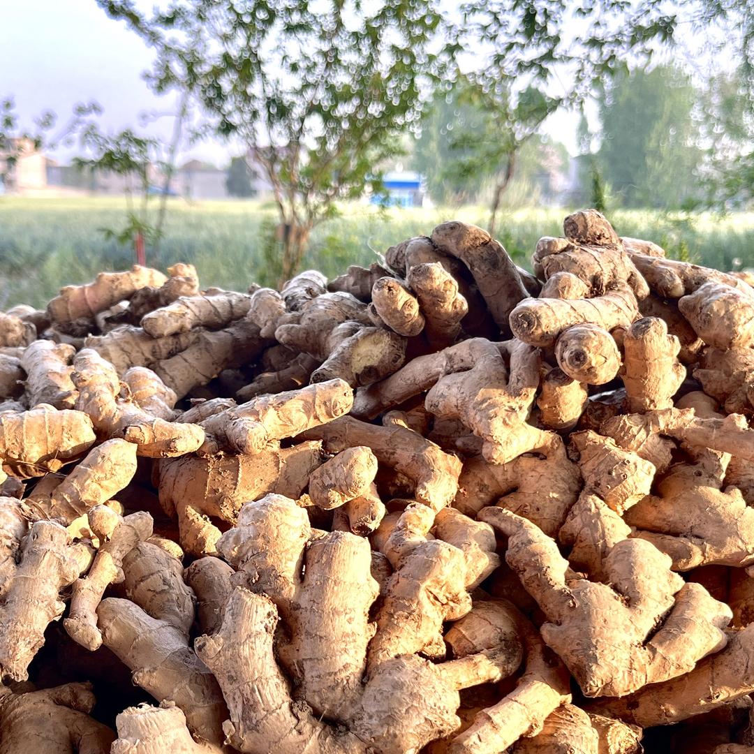 明玉农产品供应链