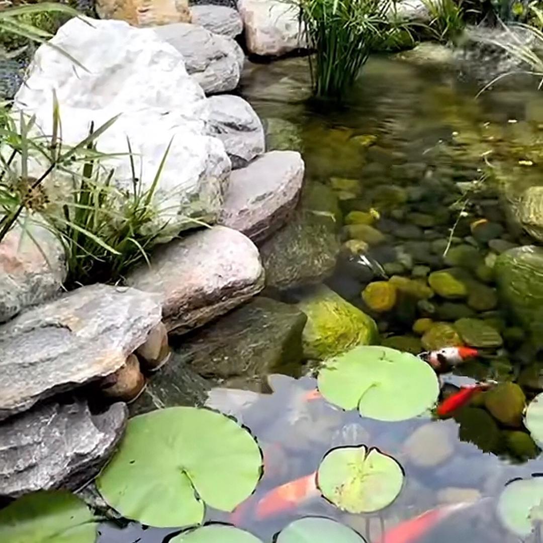 锦鲤