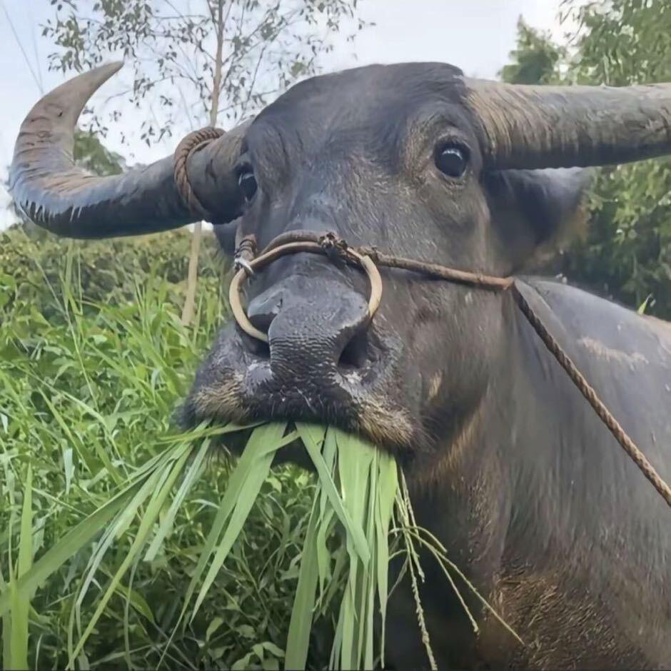🐮