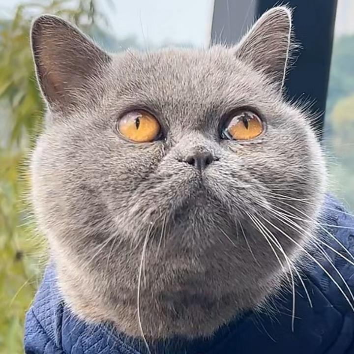 大眼怪不怪