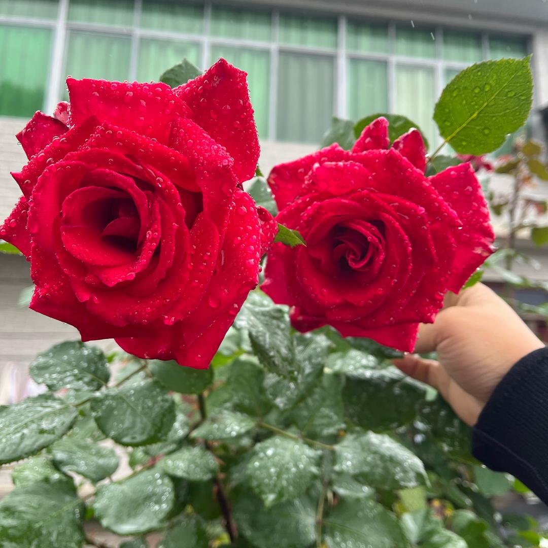 💞小💞☘️燕☘️