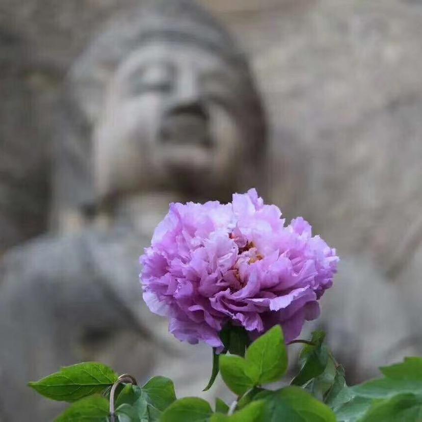 兔仙不是精