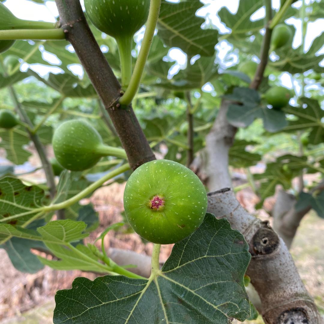 鲜佳园无花果季